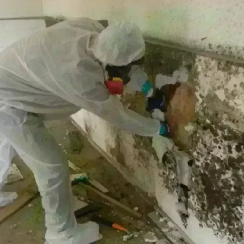 Mold Remediation and Removal in Belding, MI